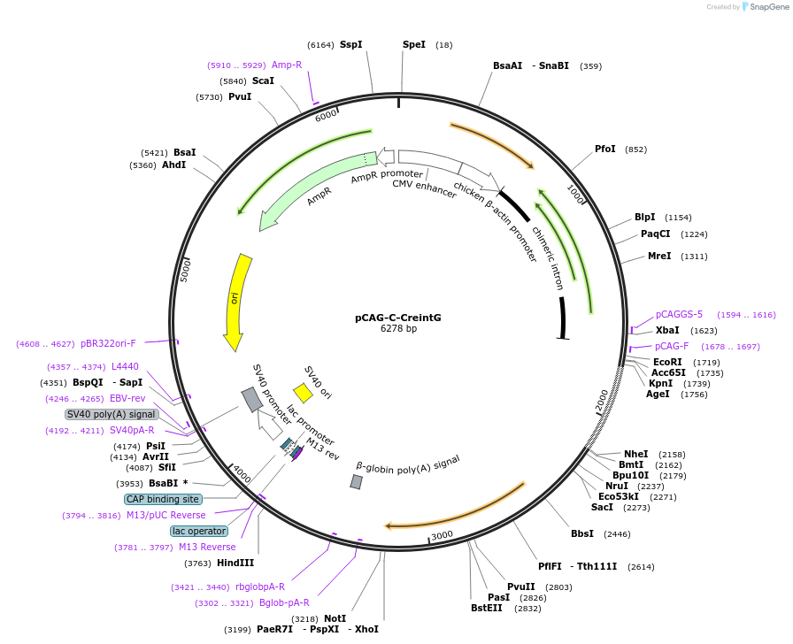 69573-plasmid-map-sequence-id-129736