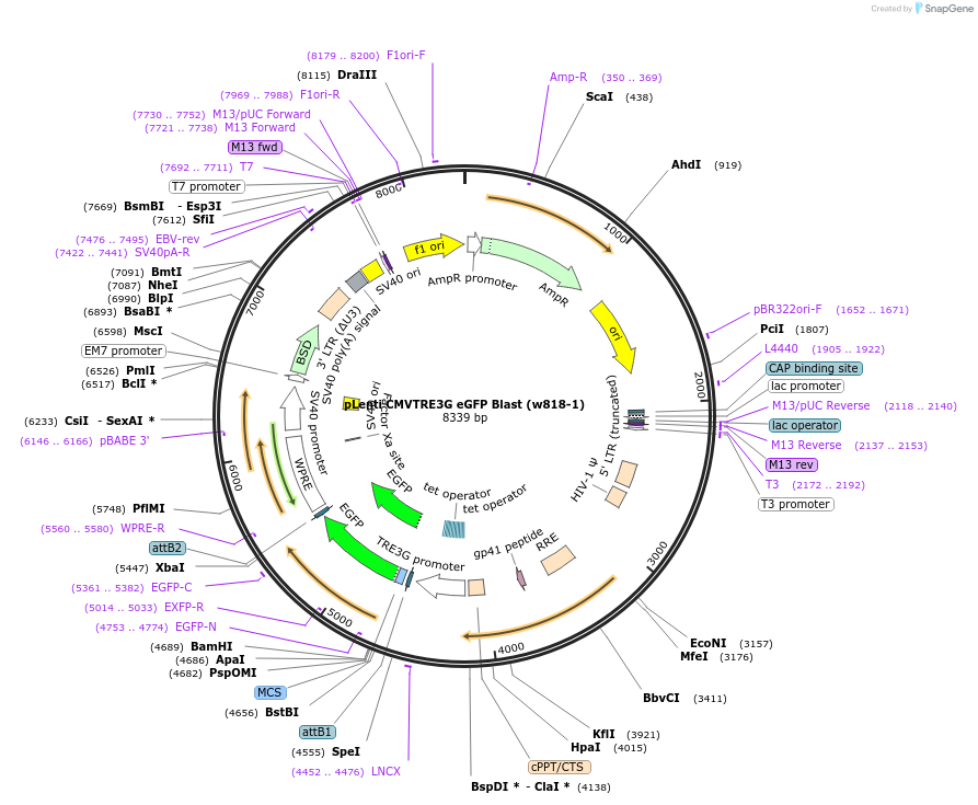 27568-plasmid-map-sequence-id-12974