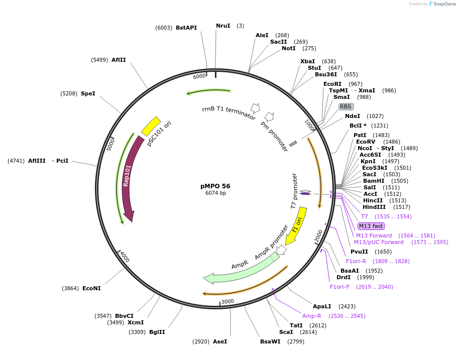 69867-plasmid-map-sequence-id-129740