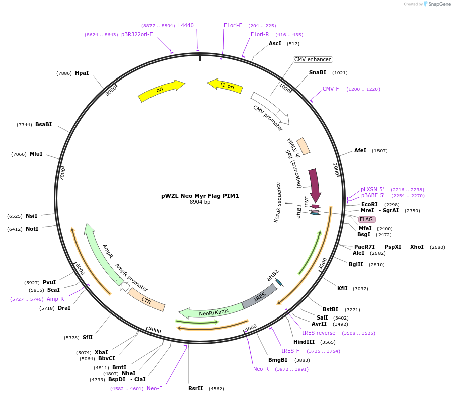 20579-plasmid-map-sequence-id-129752