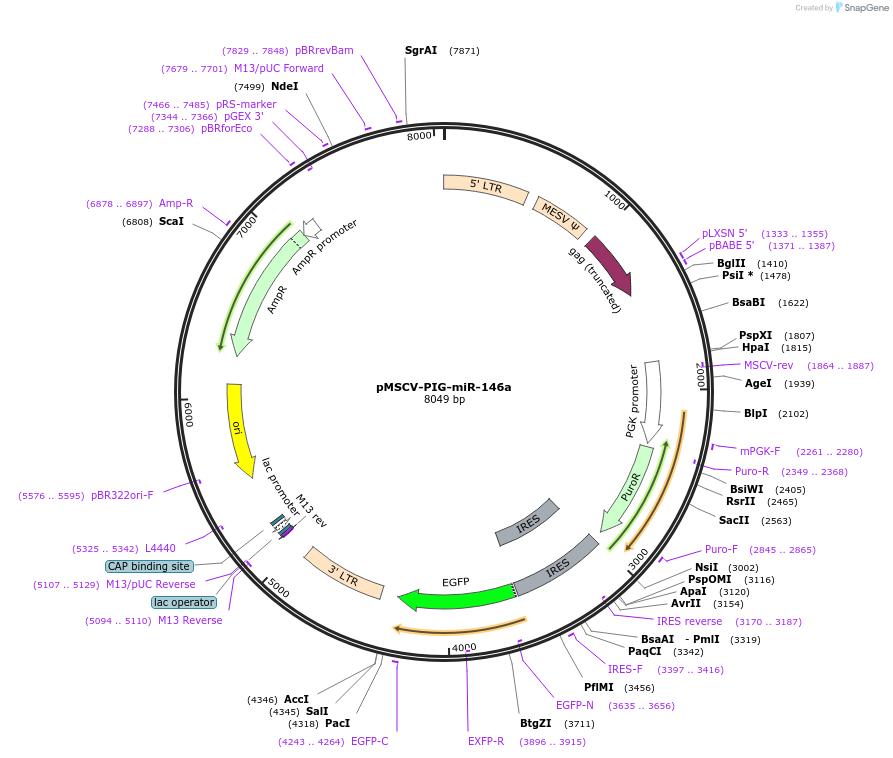 64234-plasmid-map-sequence-id-129758