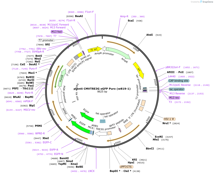 27570-plasmid-map-sequence-id-12976