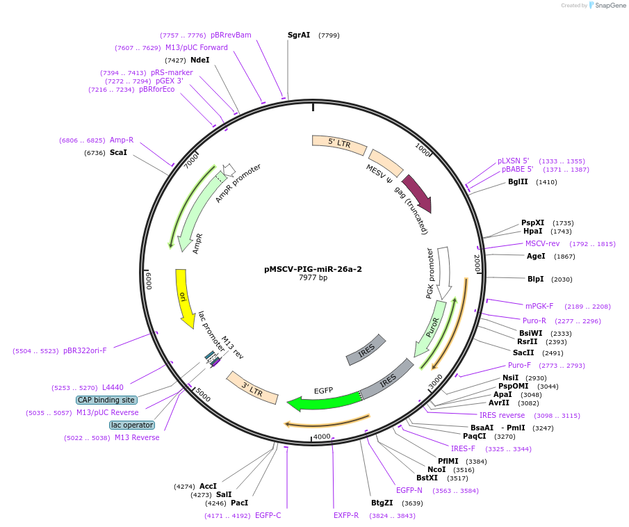 64230-plasmid-map-sequence-id-129761
