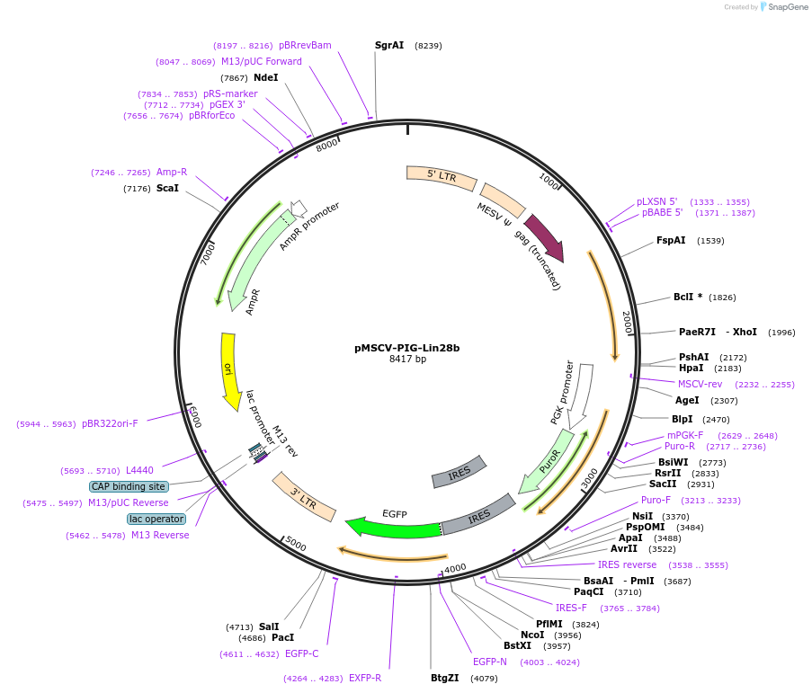 64795-plasmid-map-sequence-id-129764