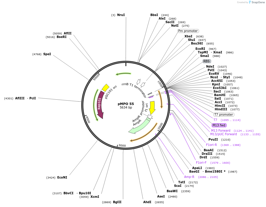 69866-plasmid-map-sequence-id-129779