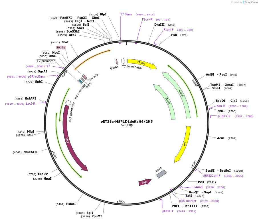 71715-plasmid-map-sequence-id-129795
