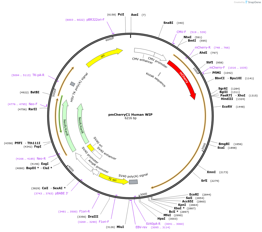 29573-plasmid-map-sequence-id-12980
