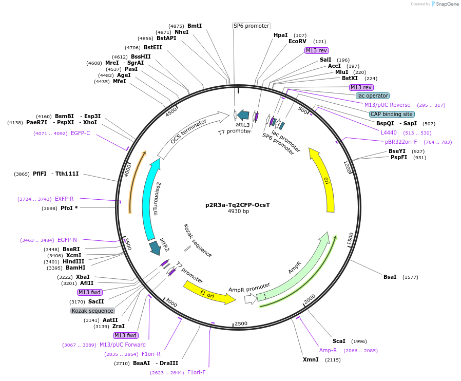 71268-plasmid-map-sequence-id-129804