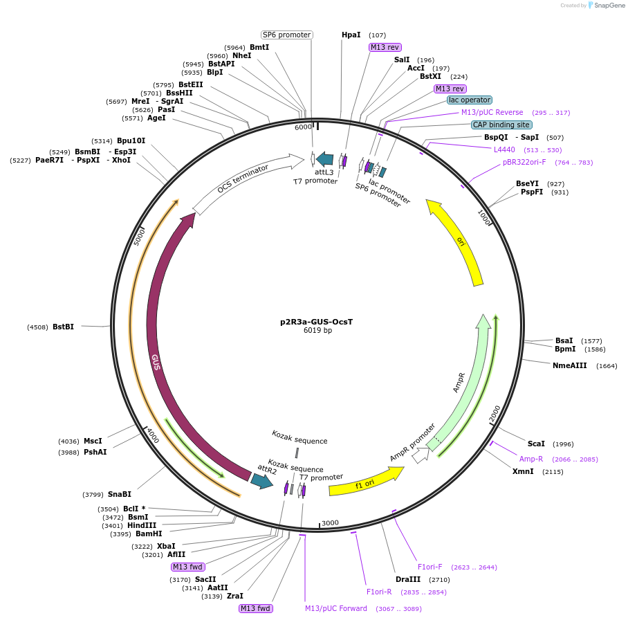 71267-plasmid-map-sequence-id-129805