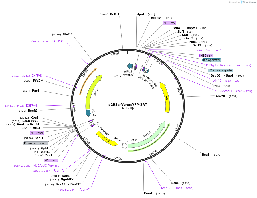 71269-plasmid-map-sequence-id-129809