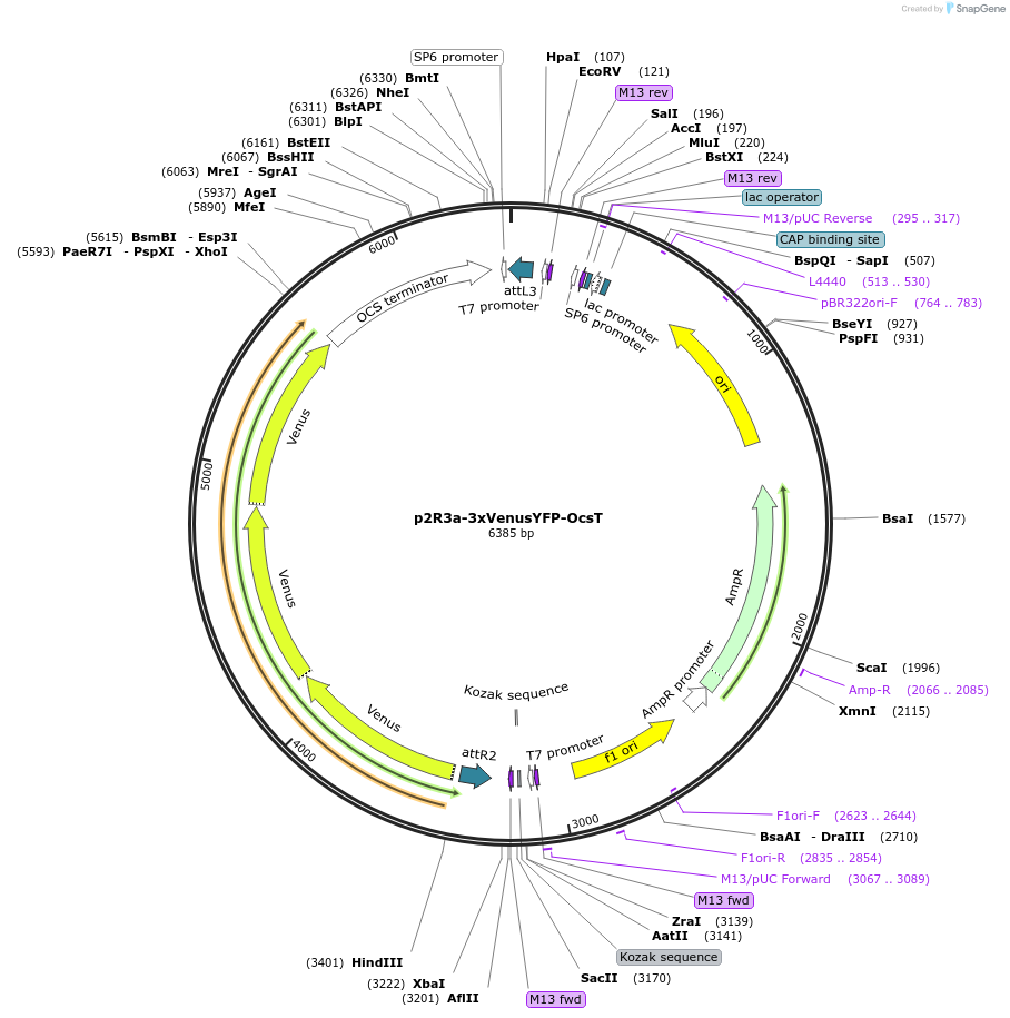 71271-plasmid-map-sequence-id-129818