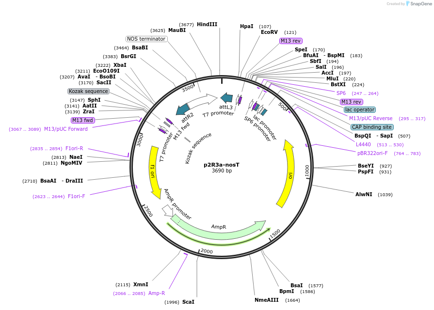 71272-plasmid-map-sequence-id-129823