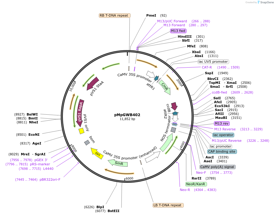 68667-plasmid-map-sequence-id-129829