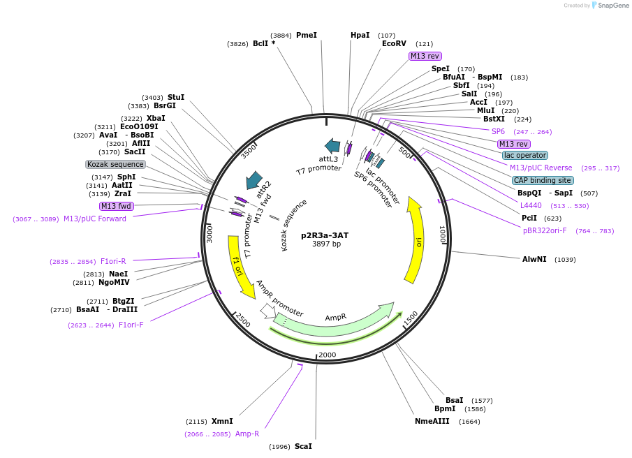 71273-plasmid-map-sequence-id-129830