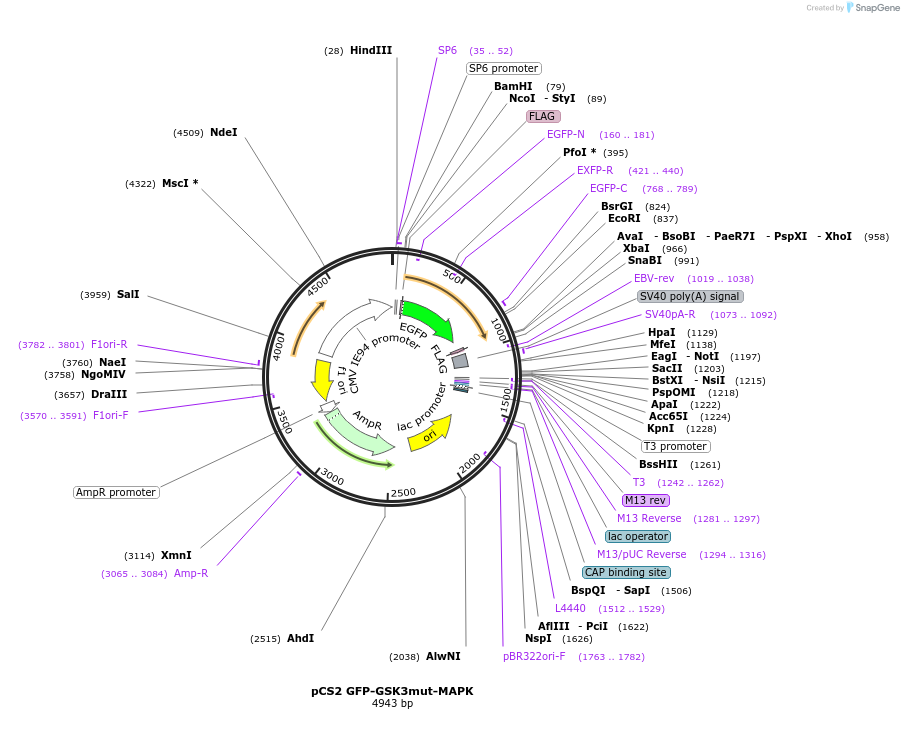 29690-plasmid-map-sequence-id-129831