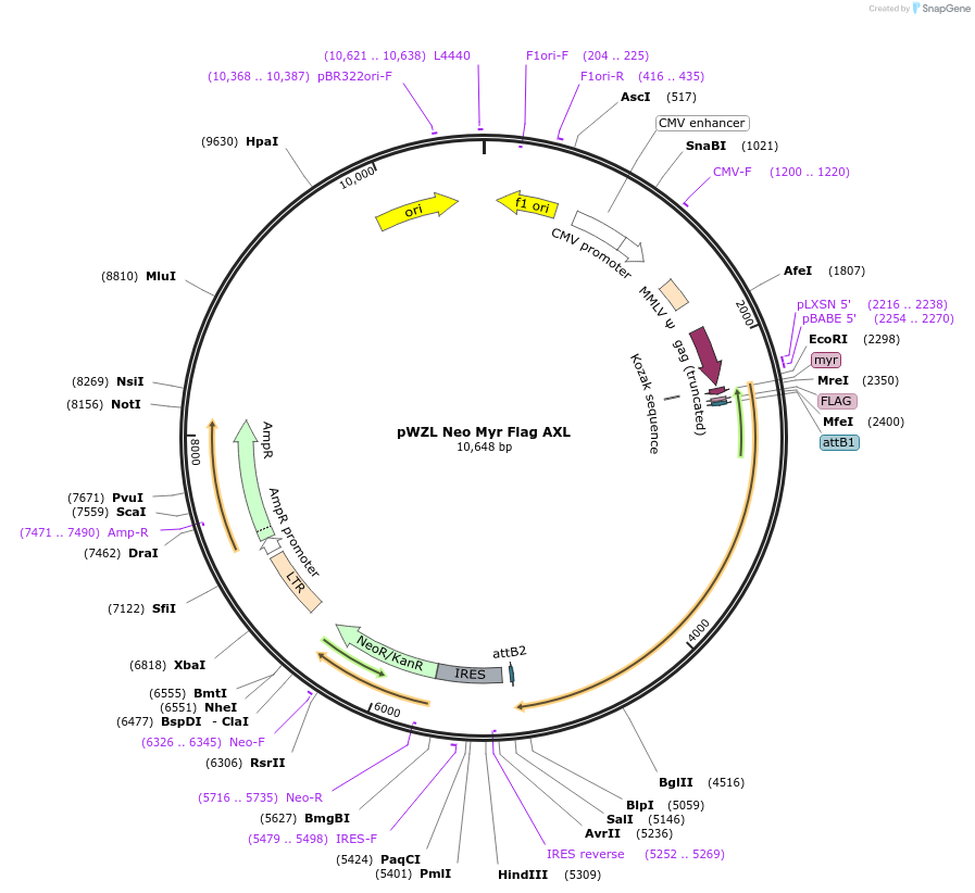 20428-plasmid-map-sequence-id-129838