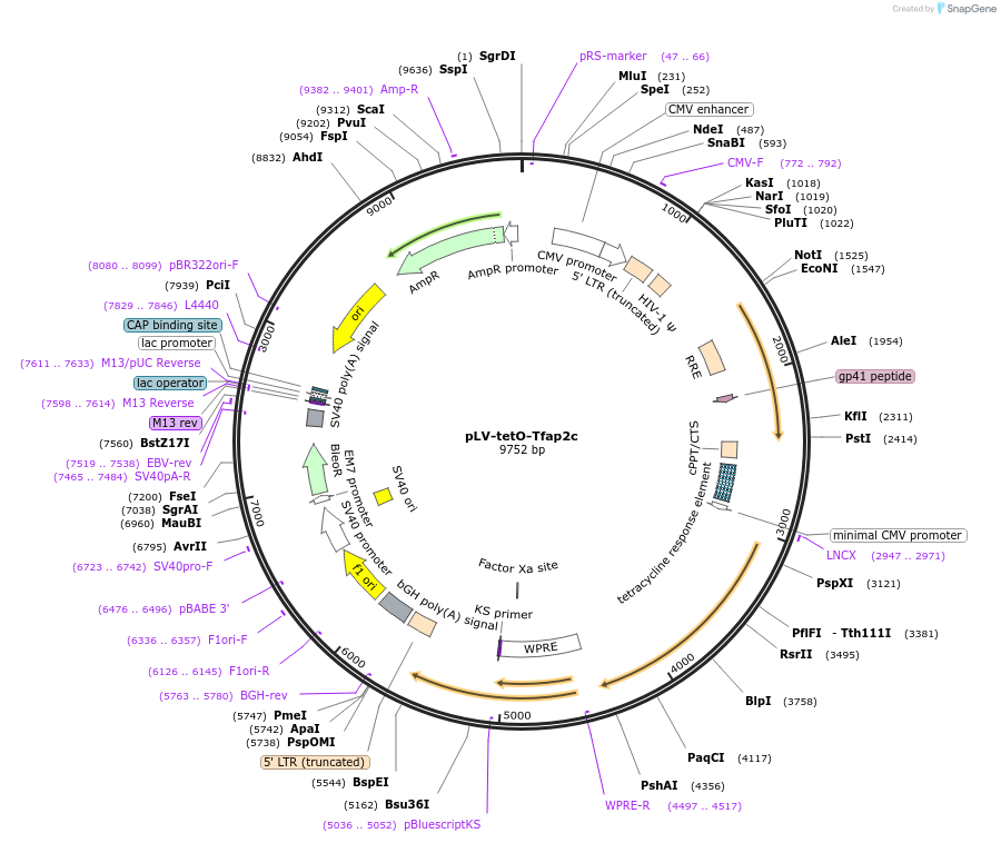 70269-plasmid-map-sequence-id-129847
