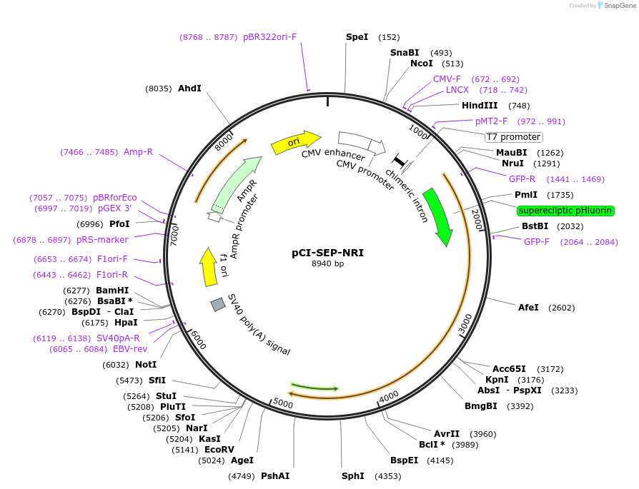 23999-plasmid-map-sequence-id-129853