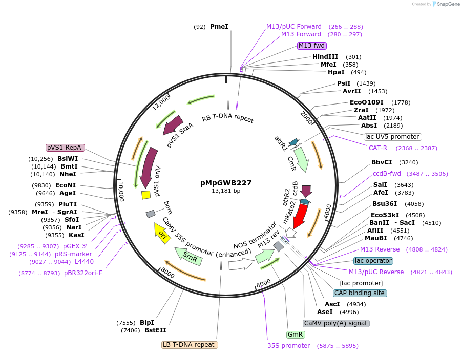 68618-plasmid-map-sequence-id-129869