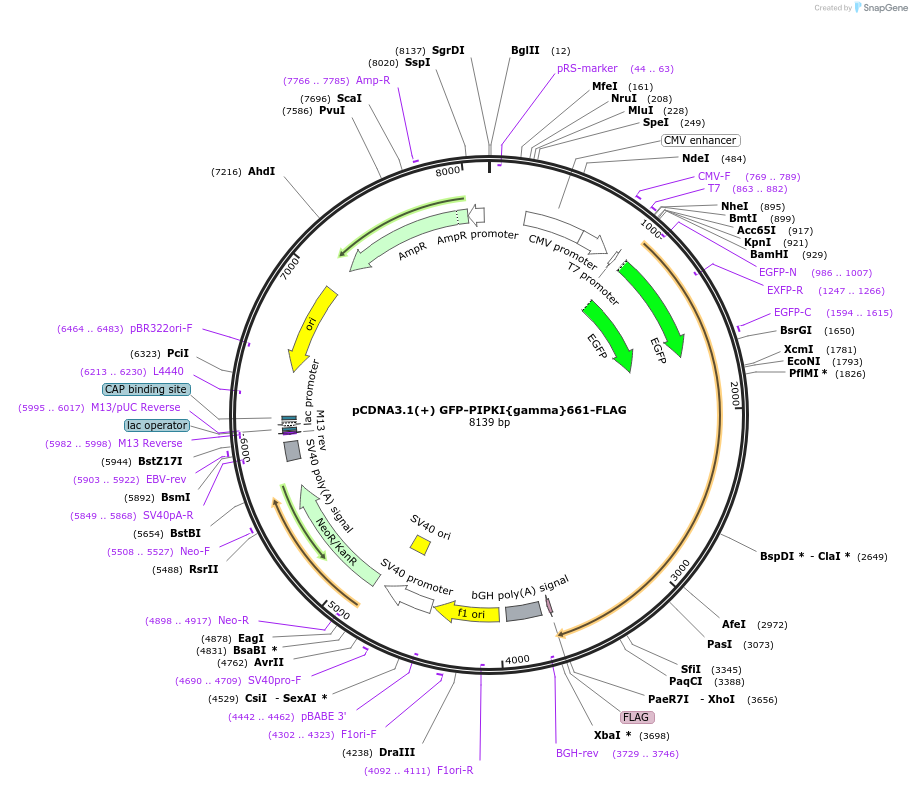 29583-plasmid-map-sequence-id-12987