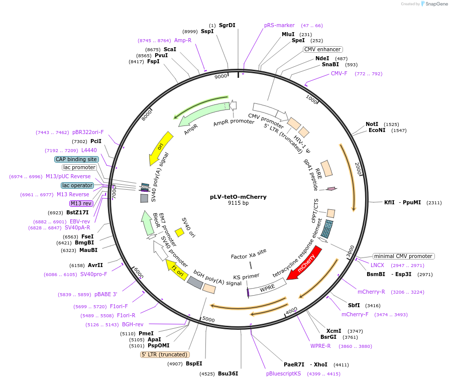 70273-plasmid-map-sequence-id-129873