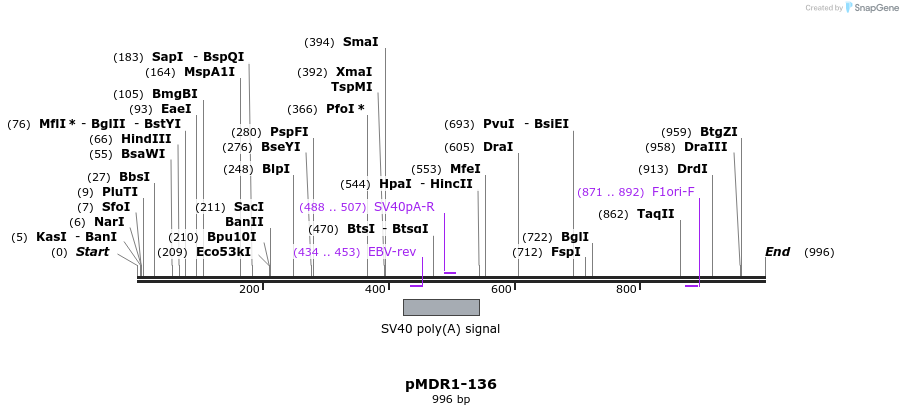 129906_map