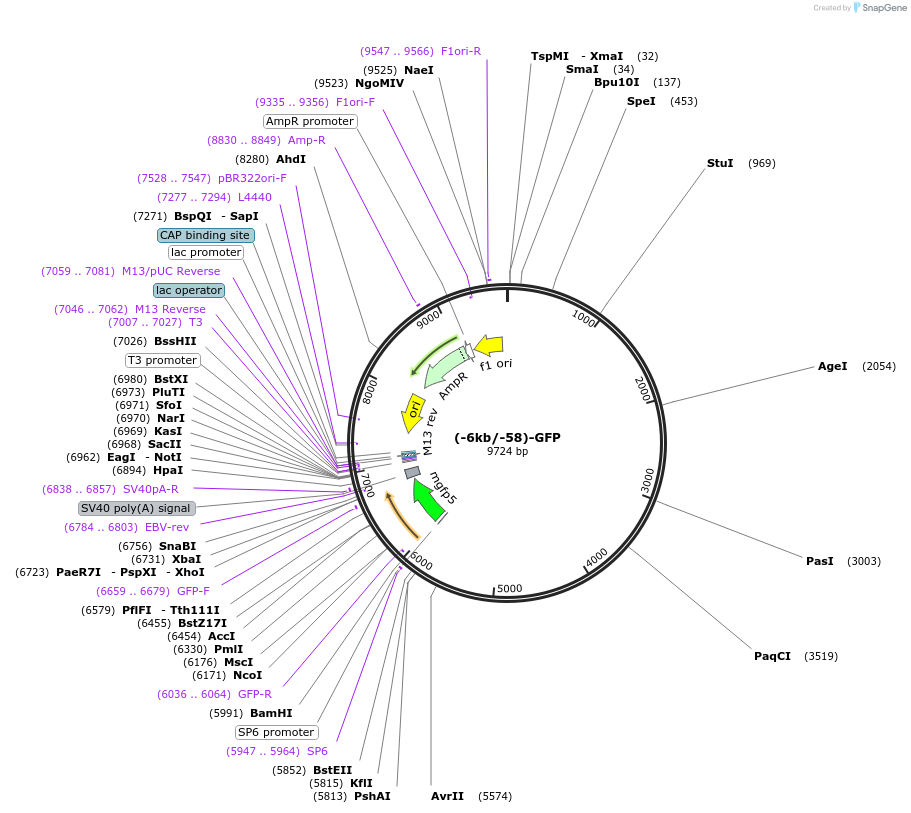 30460-plasmid-map-sequence-id-12993