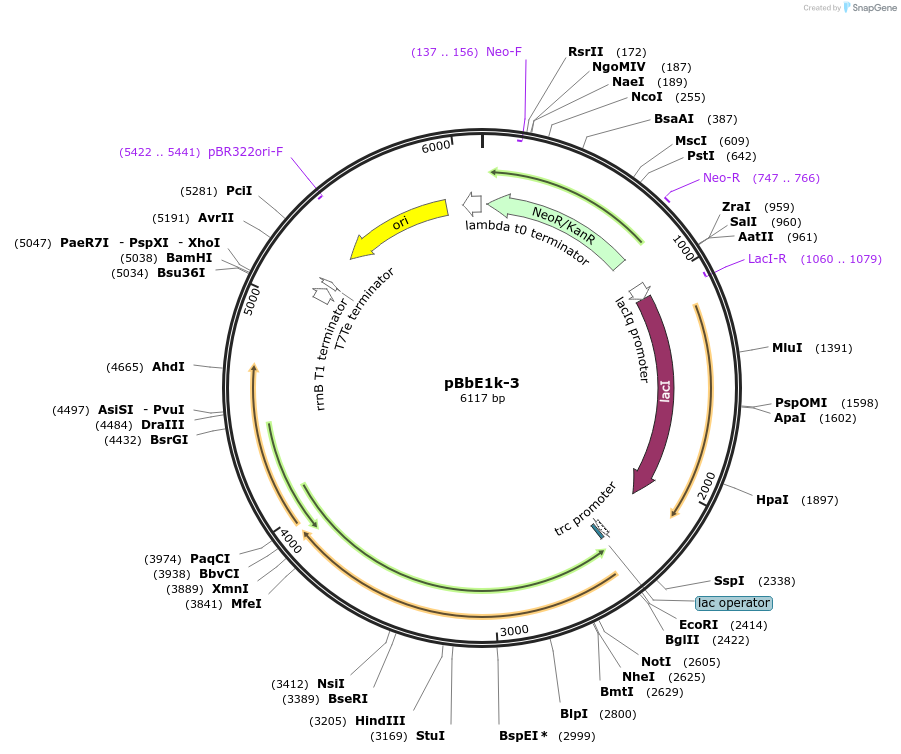 71722-plasmid-map-sequence-id-129984
