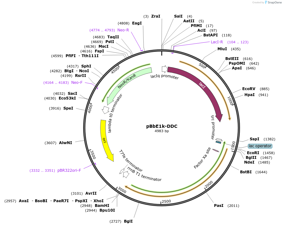 71723-plasmid-map-sequence-id-129985