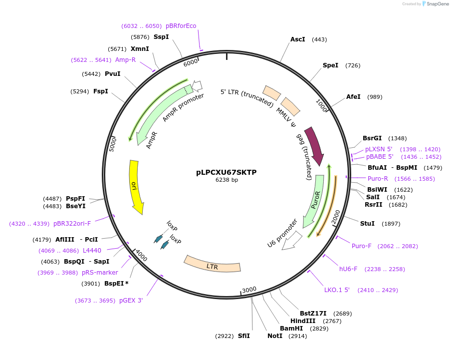 12999_map