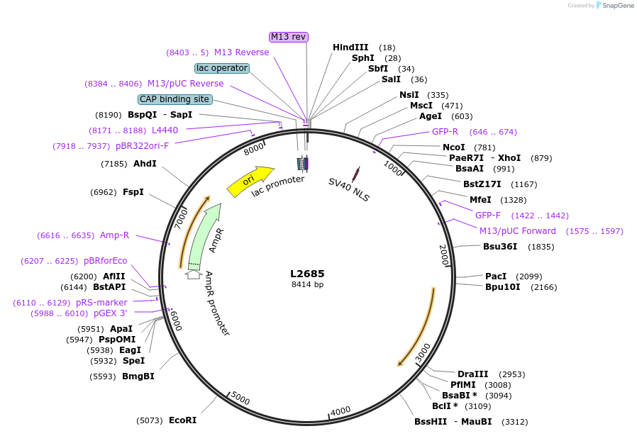 1520-plasmid-map-sequence-id-130