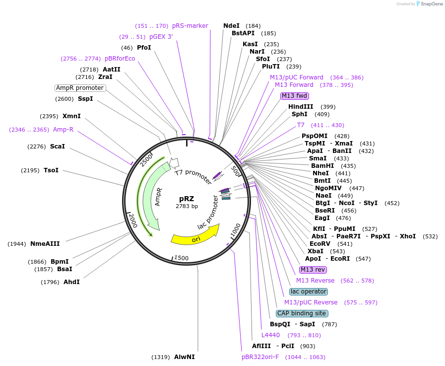 27663-plasmid-map-sequence-id-13000