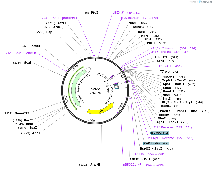 27664-plasmid-map-sequence-id-13001