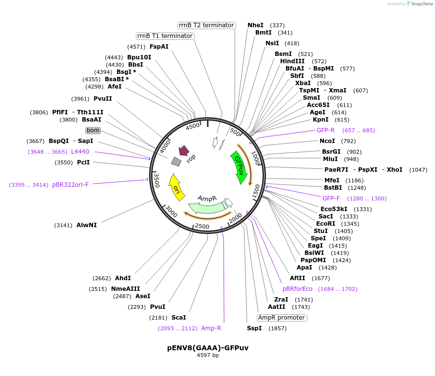 70128-plasmid-map-sequence-id-130022