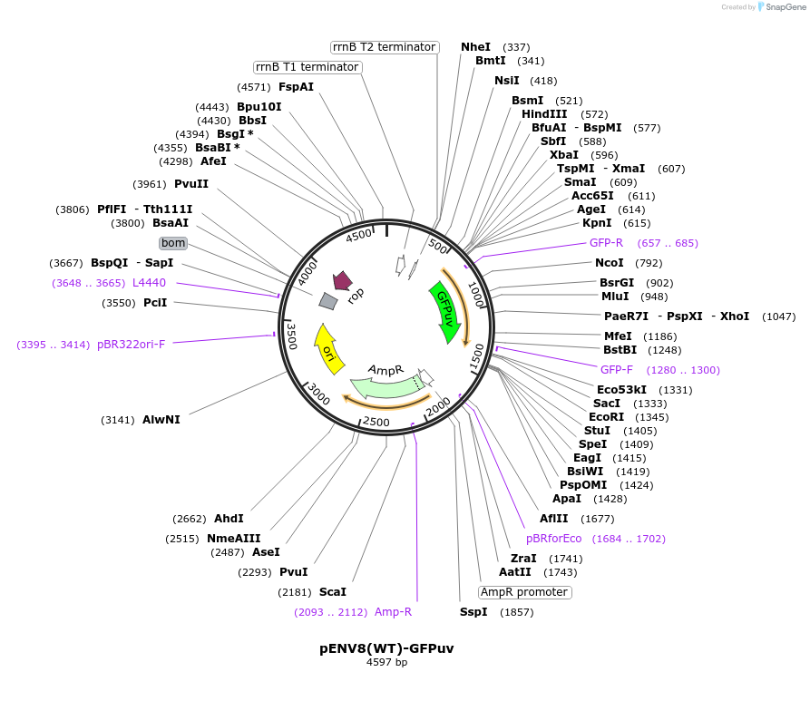 70127-plasmid-map-sequence-id-130023