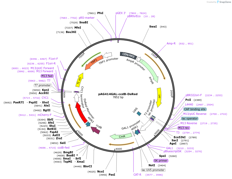 14359-plasmid-map-sequence-id-130045
