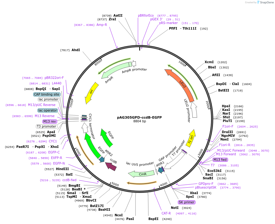14186-plasmid-map-sequence-id-130049