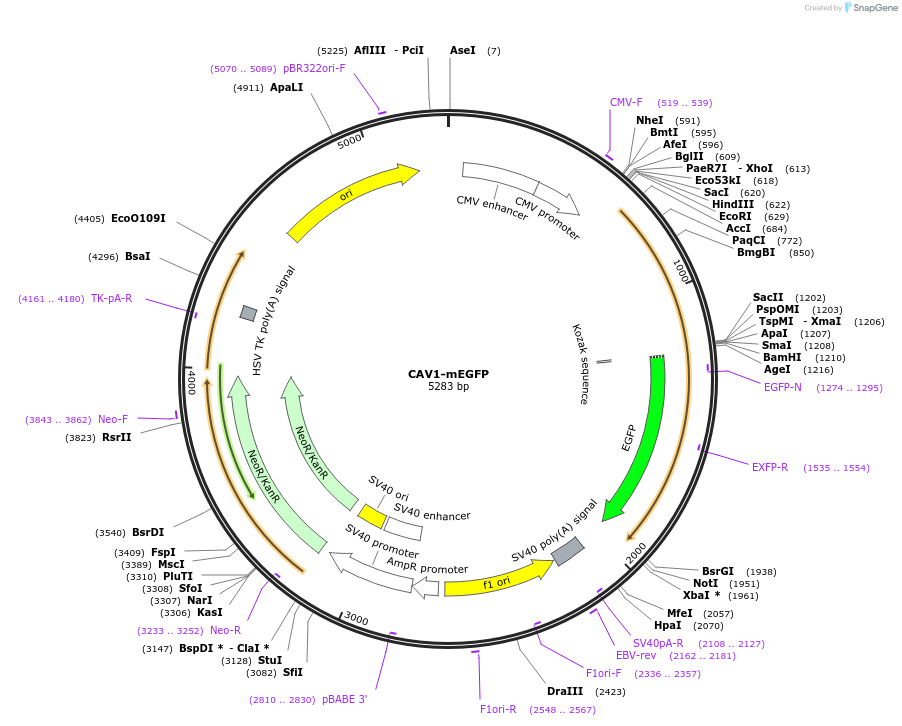 27704-plasmid-map-sequence-id-13008