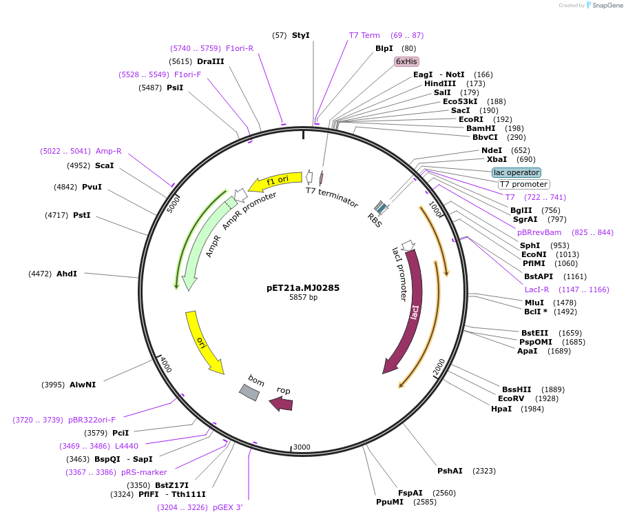 11304-plasmid-map-sequence-id-130092