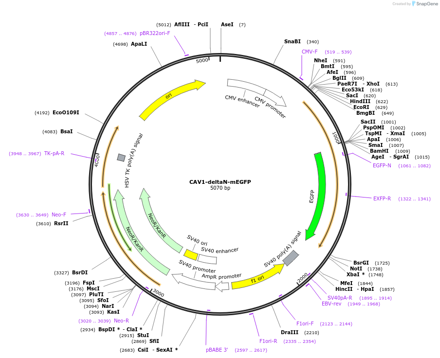 27707-plasmid-map-sequence-id-13011