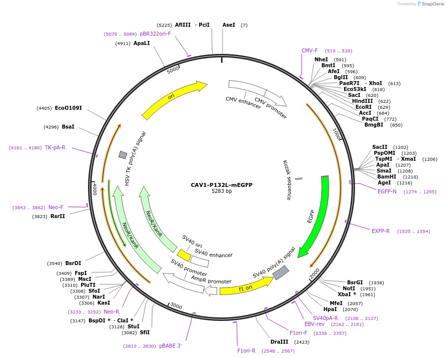 27708-plasmid-map-sequence-id-13012