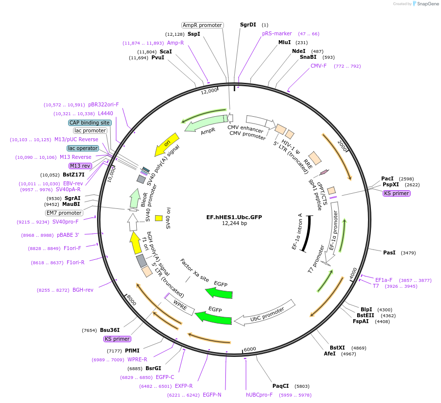 17624-plasmid-map-sequence-id-130125