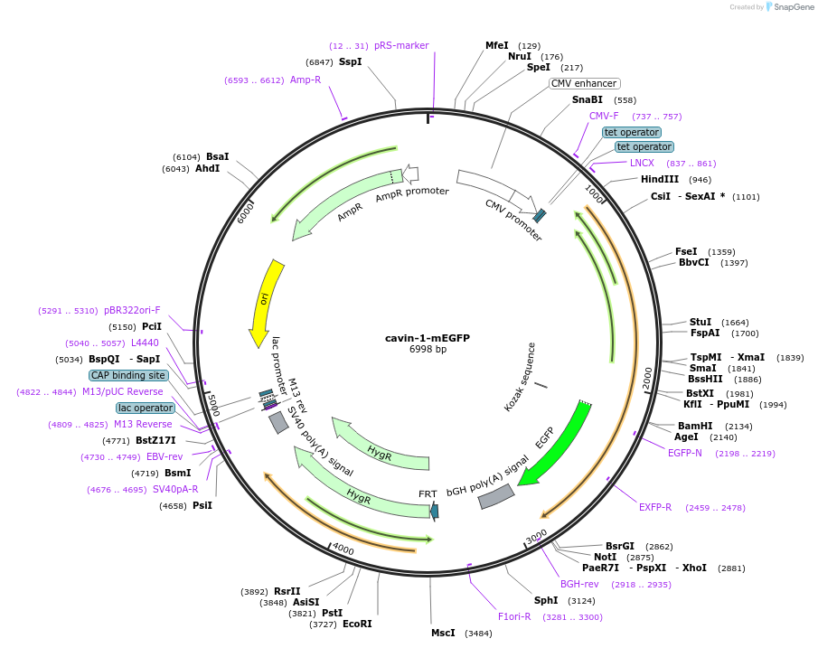 27709-plasmid-map-sequence-id-13013