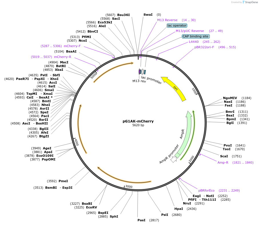 71737-plasmid-map-sequence-id-130132