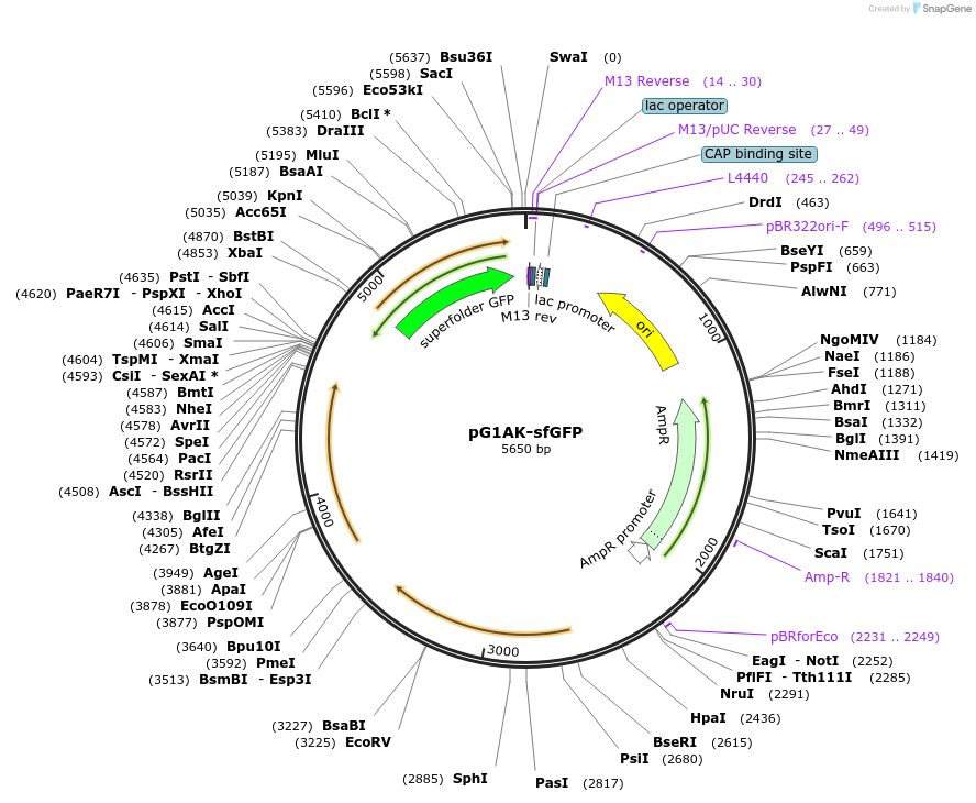 71739-plasmid-map-sequence-id-130138