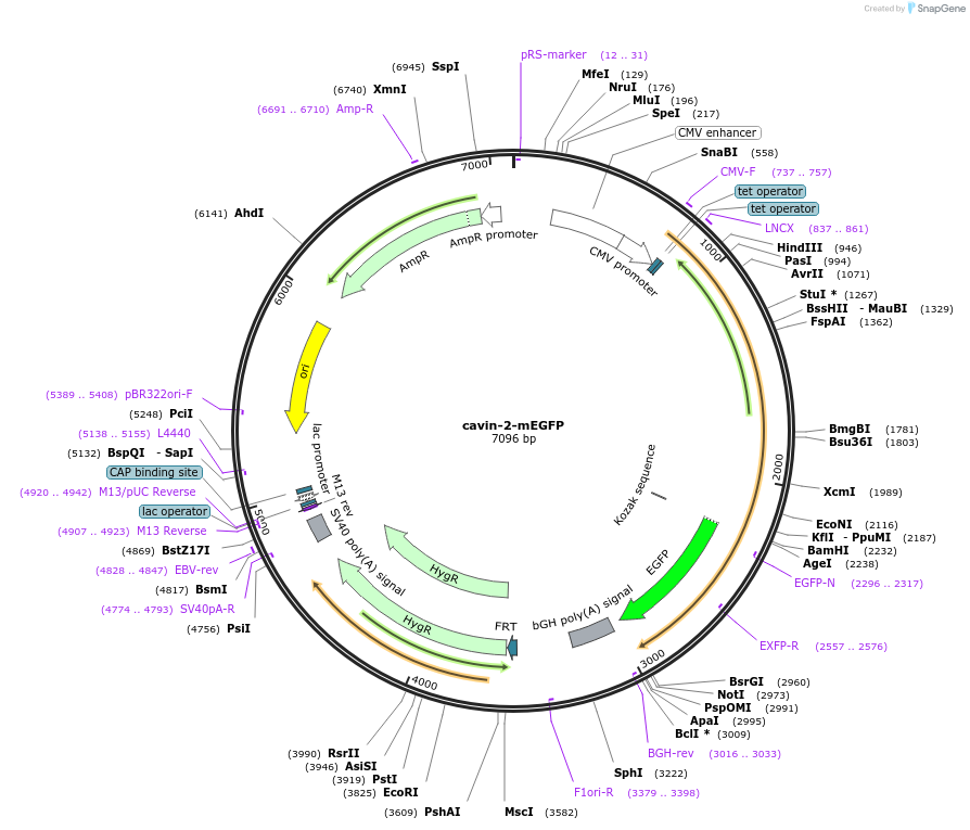 27710-plasmid-map-sequence-id-13014