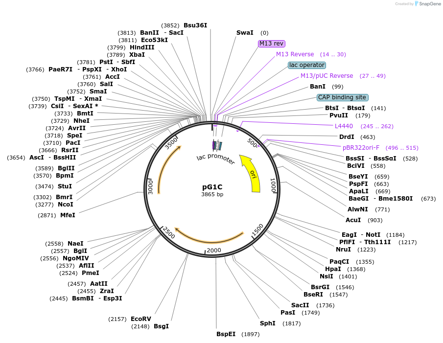 71740-plasmid-map-sequence-id-130141