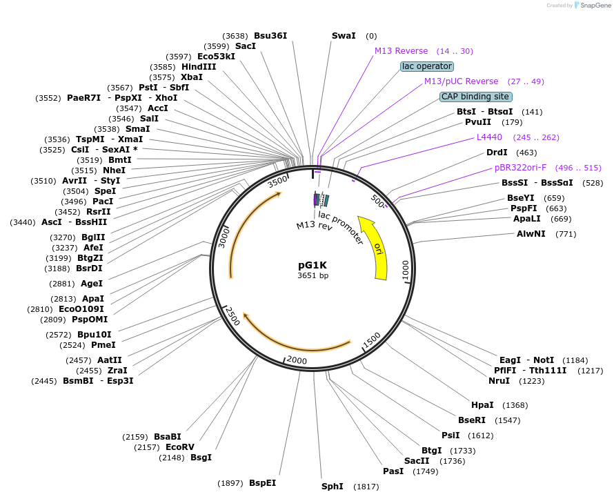 71741-plasmid-map-sequence-id-130144