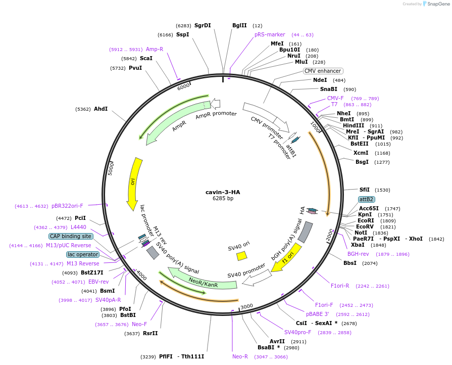 27711-plasmid-map-sequence-id-13015