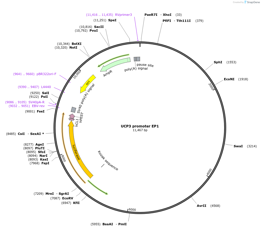 71743-plasmid-map-sequence-id-130165
